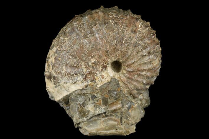 Cretaceous Ammonite (Jeletzkytes) Fossil - Wyoming #180846